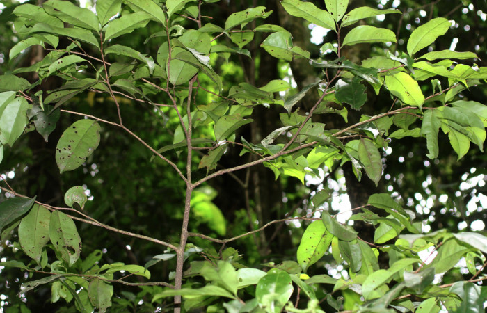 Figura 18. Planta hospedera de <i>Maytenis guyanensis</i> (Celastraceae) Cementerio Viejo, Sector San Cristóbal. Arbol mas o menos unos 3 metros de altura.