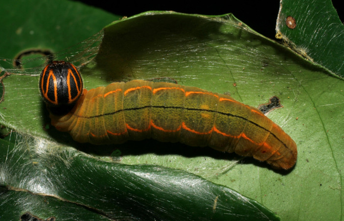  Larva de <i>Narcosius colossus</i> (Hesperiidae) en posición dorsal en Ultimo estadio. Voucher 06-SRNP-31983-DHJ413095.jpg Sector Pitilla, Sendero Mismo.