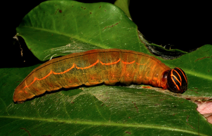  Larva de <i>Narcosius colossus</i> (Hesperiidae) en posición lateral en ultimo. estadio. Voucher 05-SRNP-35254-DHJ406069.jpg Sector Cacao, Sendero Circular.