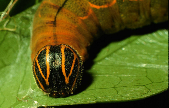  Cabeza de <i>Narcosius colossus</i> (Hesperiidae) en U en posición frontal. Voucher 97-SRNP-11100-DHJ44004.jpg Sector Cacao, Sendero Nayo.