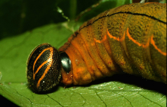  Cabeza de <i>Narcosius colossus</i> (Hesperiidae) en U en posición lateral del torax. Voucher 97-SRNP-11100-DHJ44005.jpg Sector Cacao, Sendero Nayo.