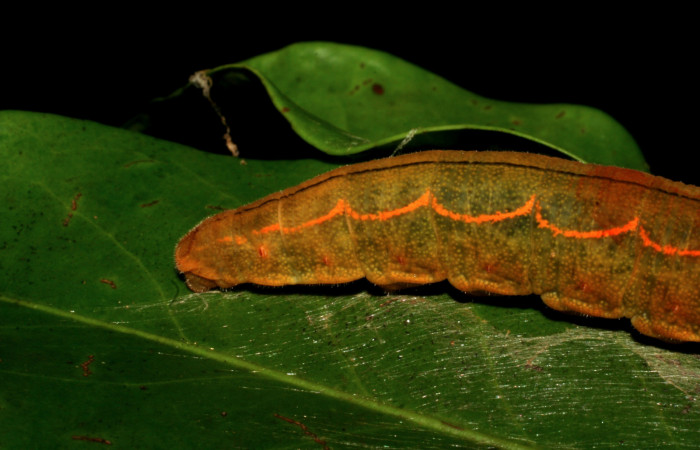  Cola de <i>Narcosius colossus</i> (Hesperiidae) en U en posición lateral. Voucher 05-SRNP-35254-DHJ406076.jpg Sector Cacao, Sendero Circular.