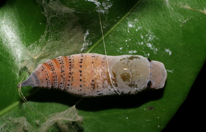  pupa de <i>Narcosius colossus</i> (Hesperiidae) en posición dorsal. Voucher 05-SRNP-35355-DHJ406226.jpg Sector Cacao, Sendero Derrumbe.