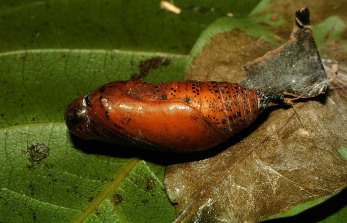  pupa de <i>Narcosius colossus</i> (Hesperiidae) en posición lateral. Voucher 00-SRNP-23652-DHJ56634.jpg Sector Cacao, Sendero Arenales.