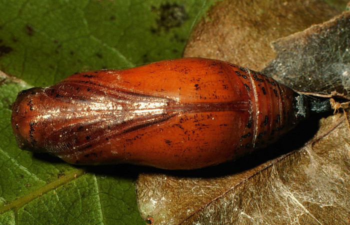  pupa de <i>Narcosius colossus</i> (Hesperiidae) en posición ventral. Voucher 00-SRNP-23652-DHJ56631.jpg Sector Cacao, Sendero Arenales.