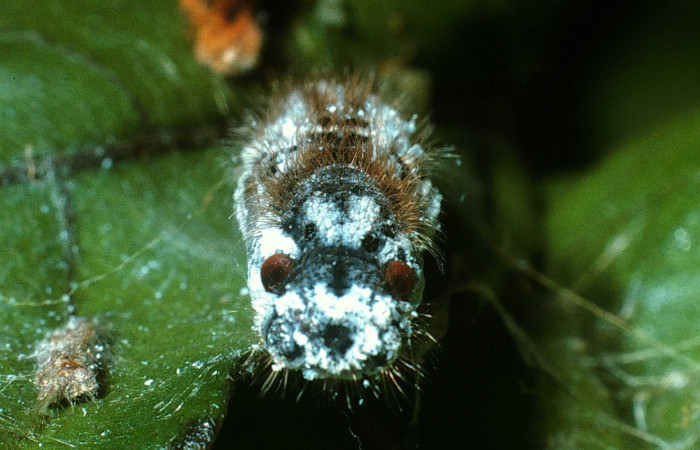 Figura 7. Pupa de <i>Xenophanes tryxus</i> (Hesperiidae), vista frontal, localidad Cementerio Viejo, Sector San Cristóbal ACG (570m). Voucher: 03-SRNP-35078-DHJ80109.jpg.