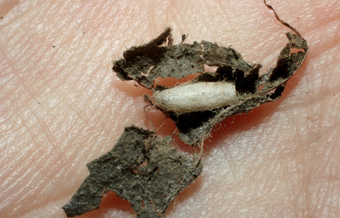 Figura 12. Capullo de parásito <i>Apanteles garygibsoni</i> (Braconidae) que ataca <i>Xenophanes tryxus</i> (Hesperiidae), localidad Quebrada Otilio, Sector Cacao (550m). Voucher: 07-SRNP-45039-DHJ461838.jpg.