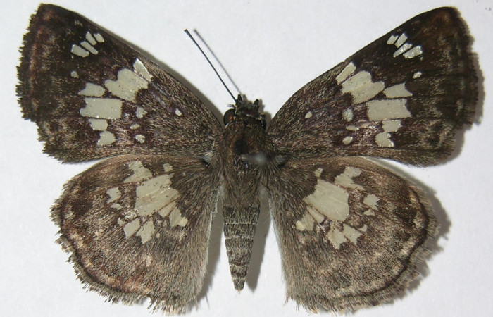 Figura 1. Adulto de <i>Xenophanes tryxus</i> (Hesperiidae), vista dorsal, localidad Estación Llanura, Sector Rincón Rain Forest ACG (135m). Voucher: 09-SRNP-75047-DHJ512960.jpg.