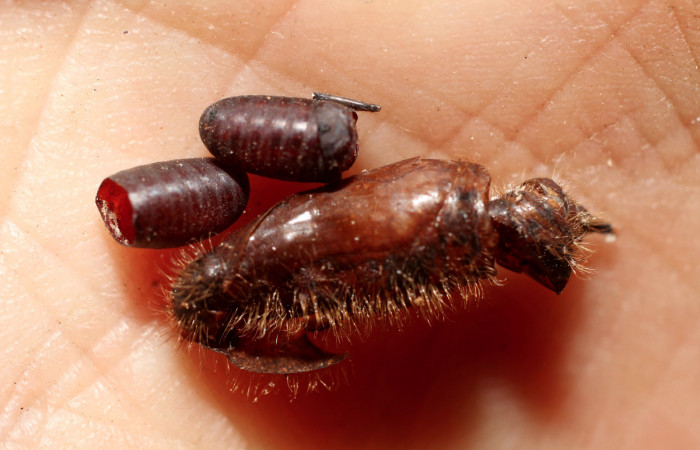 Figura 13. Restos de pupario de parásito <i>Winthemia</i> Wood26 (Tachinidae) que ataca <i>Xenophanes tryxus</i> (Hesperiidae), localidad Sendero Huerta, Sector San Cristóbal ACG (527m). Voucher: 12-SRNP-1384-DHJ498517.jpg.