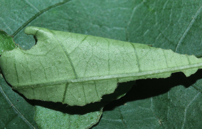 Figura 2. Casita de <i>Xenophanes tryxus</i> (Hesperiidae), localidad Sendero Manguera, Estación Biológica Quica Sector Pitilla ACG (470m). Voucher: 16-SRNP-70683-DHJ732840.jpg.