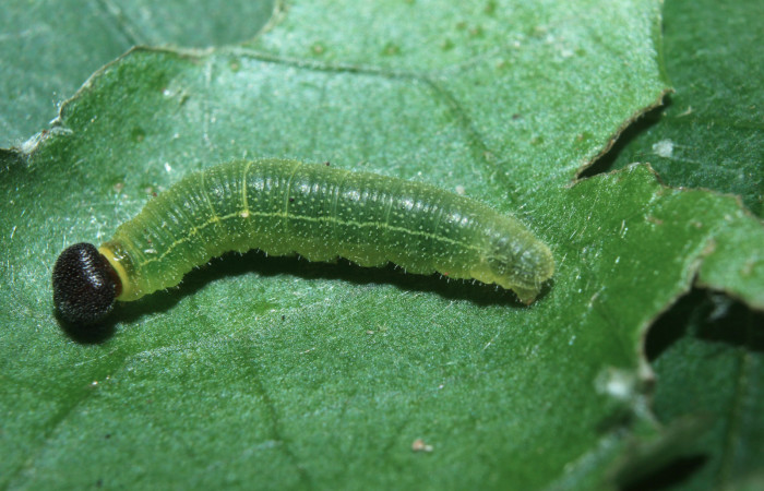 Figura 3. Larva <i>Xenophanes tryxus</i> (Hesperiidae), penúltimo estadío (PU) vista dorsal, localidad Sendero Manguera, Estación Biológica Quica Sector Pitilla ACG (470m). Voucher: 16-SRNP-70683-DHJ732845.jpg.