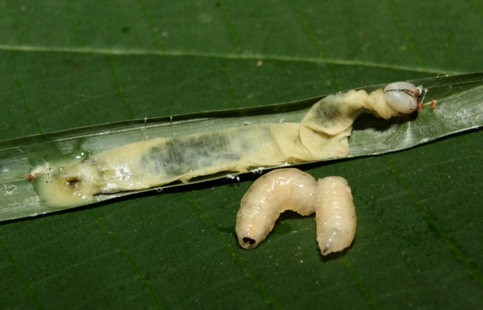 Figura 13. Larva <i>Dubiella belpa</i> (Hesperiidae), vista puparios de parásito <i>Chrysotachina</i> Wood14DHJ01 (Tachinidae), localidad Quebradona Estación Quica Sector Pitilla ACG (475m). Voucher: 12-SRNP-70588-DHJ495113.jpg.