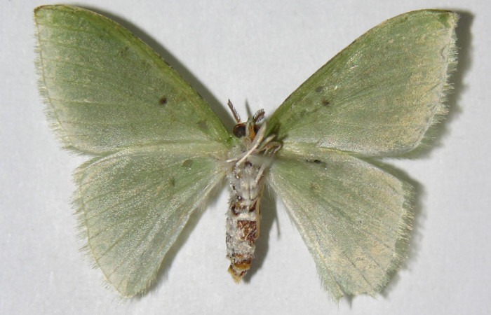 Figura 17. Adulto de <i>Tachyphyle</i> undilineataDHJ01 (Geometridae), hembra vista ventral, localidad Puente Palma, Sector San Cristóbal ACG (460m). Voucher: 05-SRNP-3685-DHJ326405.jpg.