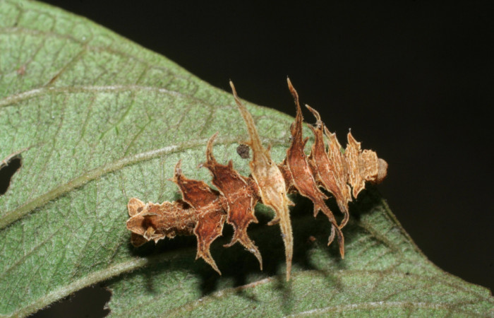 Figura 19. Larva <i>Tachyphyle</i> undilineataDHJ02 (Geometridae), vista dorsal, localidad Sendero Juntas, Sector Rincón Rain Forest ACG (400m). Voucher: 08-SRNP-41192-DHJ442467.jpg.