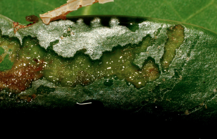 Figura 2. Rastros de comido de <i>Tachyphyle hamata</i> (Geometridae), localidad Estación Biológica Pitilla, Sector Pitilla ACG (675m). Voucher: 09-SRNP-32084-DHJ458947.jpg.