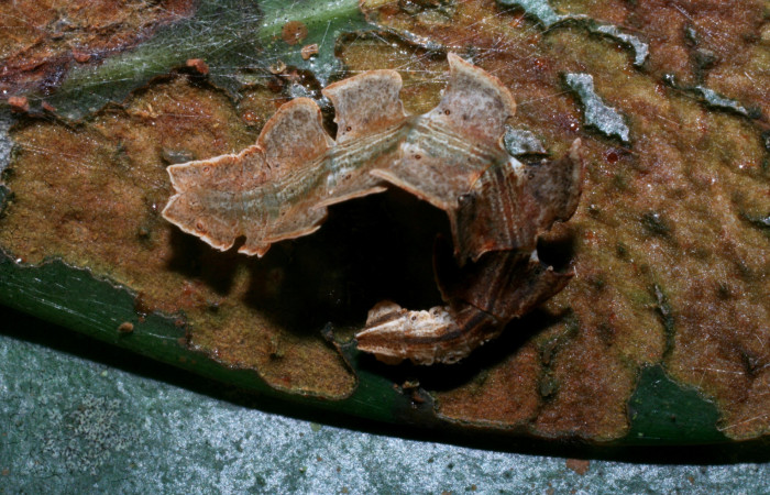 Figura 5. Larva <i>Tachyphyle hamata</i> (Geometridae), último estadío (U) vista dorsal, localidad Estación Biológica Pitilla, Sector Pitilla ACG (675m). Voucher: 09-SRNP-33506-DHJ466388.jpg.