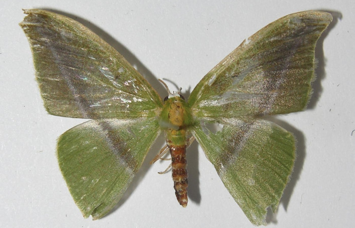 Figura 12. Adulto de <i>Tachyphyle hamata</i> (Geometridae), vista dorsal, localidad Sendero Laguna, Sector Pitilla ACG (680m). Voucher: 11-SRNP-32541-DHJ557644.jpg.