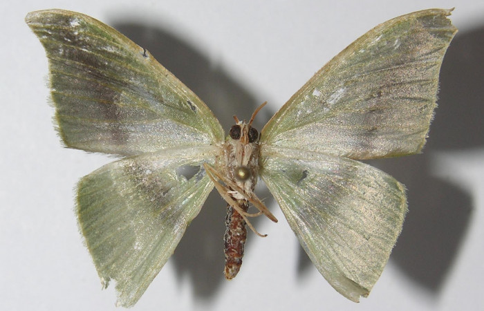 Figura 13. Adulto de <i>Tachyphyle hamata</i> (Geometridae), vista ventral, localidad Sendero Laguna, Sector Pitilla ACG (680m). Voucher: 11-SRNP-32541-DHJ557645.jpg.
