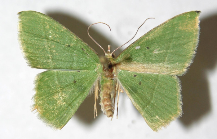 Figura 20. Adulto de <i>Tachyphyle</i> undilineataDHJ02 (Geometridae), vista dorsal, localidad Río Blanco Abajo, Sector San Cristóbal ACG (500m). Voucher: 12-SRNP-2260-DHJ594340.jpg.