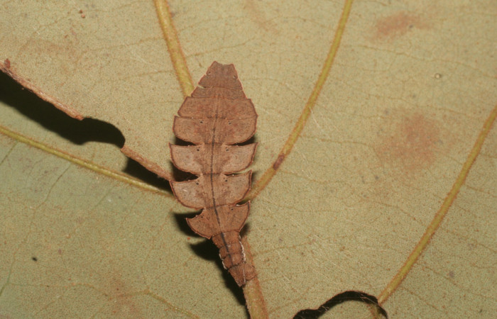 Figura 14. Larva <i>Tachyphyle</i> undilineataDHJ01 (Geometridae), vista dorsal, localidad Puente Palma, Sector San Cristóbal ACG (460m). Voucher: 14-SRNP-4323-DHJ487629.jpg.