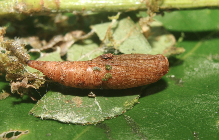 Figura 8. Pupa de <i>Tachyphyle hamata</i> (Geometridae), vista dorsal, localidad Sendero Manguera Estación Biológica Quica, Sector Pitilla ACG (470m). Voucher: 17-SRNP-72095-DHJ738620.jpg.