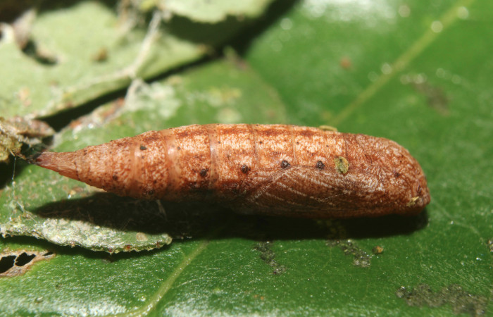 Figura 9. Pupa de <i>Tachyphyle hamata</i> (Geometridae), vista lateral, localidad Sendero Manguera Estación Biológica Quica, Sector Pitilla ACG (470m). Voucher: 17-SRNP-72095-DHJ738622.jpg.