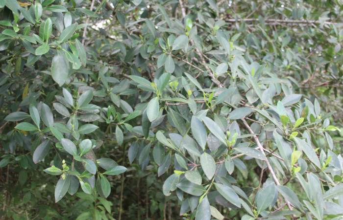 Figura 22. Planta hospedera de <i>Tachyphyle hamata</i> (Geometridae), planta llamada <i>Clusia cylindrica</i> (Clusiaceae), localidad Estación Biológica Quica, Sector Pitilla ACG (470m), foto: Ricardo Calero 24 Agosto 2019.