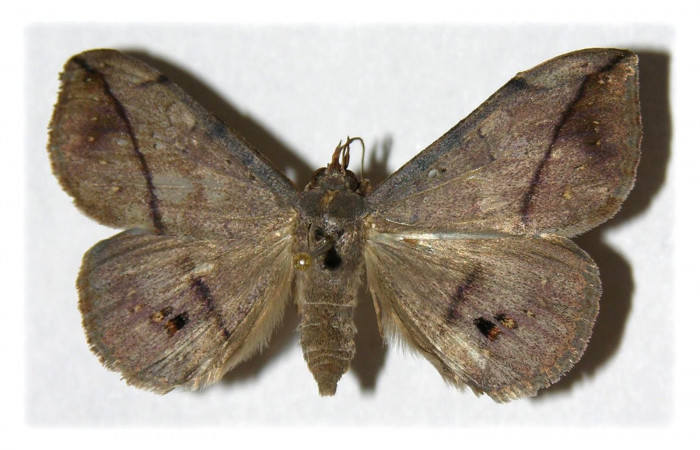 Fig.1. Hembra de Anticarsia gemmatalis</i> en posición dorsal. Voucher :02-SRNP-1742-DHJ314566.jpg.