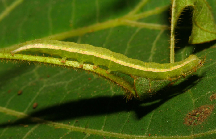 Fig.10. Larva de <i>Anticarsia gemmatalis</i> en posición lateral. Voucher : 12-SRNP-30409-DHJ485237.jpg