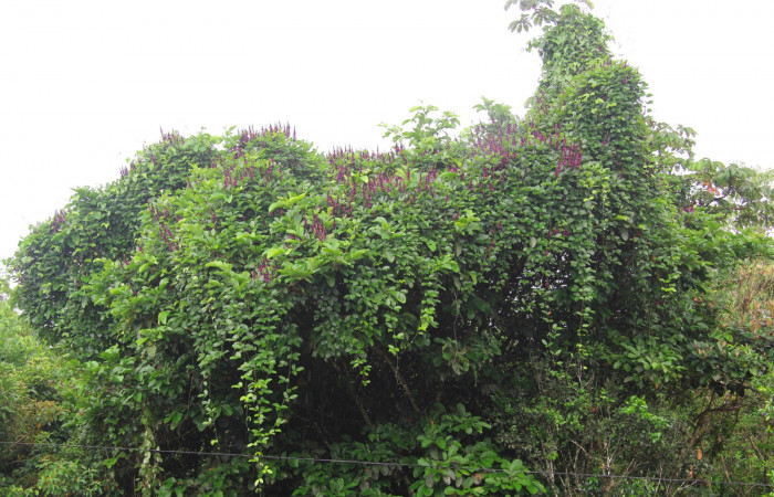 Fig.15. Planta hospedera de larva <i>Anticarsia gemmatalis</i>, <i>Dioclea wilsonii</i> (Fabaceae) 