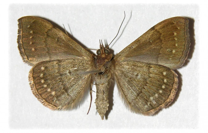 Fig.4. Macho de <i>Anticarsia gemmatalis</i> en posición ventral. Voucher : 03-SRNP-17806-DHJ314575.jpg.