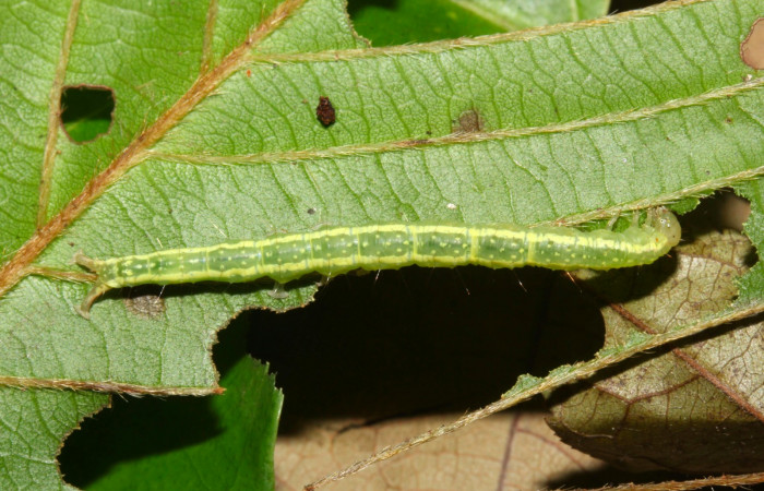 Fig.7. Larva de <i>Anticarsia gemmatalis</i> en posición dorsal. Voucher : 17-SRNP-31375-DHJ736993.jpg