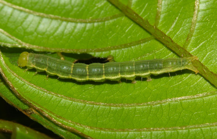 Fig.8. Larva de <i>Anticarsia gemmatalis</i> en posición lateral. Voucher : 17-SRNP-30569-DHJ736142.jpg