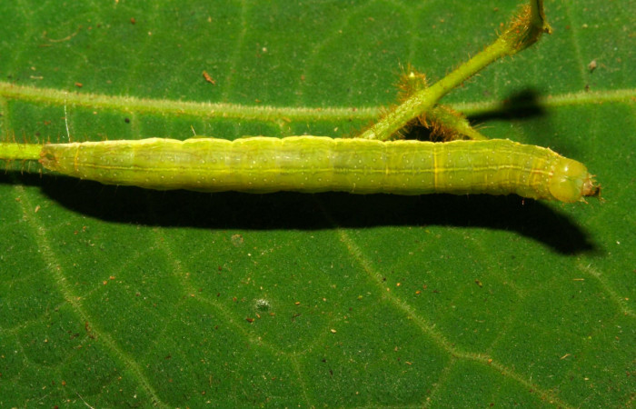 Fig.9. Larva de <i>Anticarsia gemmatalis</i> en posición dorsal. Voucher : 12-SRNP-30409-DHJ485238.jpg