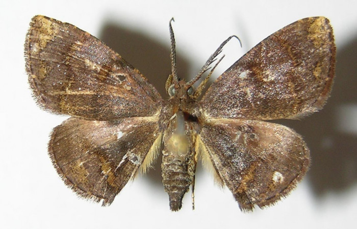 Figura 9. Adulto de <i>Cyclomia disparilis</i> (Geometridae), macho vista dorsal, localidad Camino Rio Francia Sector Rincón Rain Forest ACG (410m). Voucher: 00-SRNP-21217-DHJ325052.jpg.