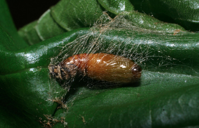 Figura 6. Pupa de <i>Cyclomia disparilis</i> (Geometridae), vista dorsal, localidad Leonel Estación Quica Sector Pitilla ACG (510m). Voucher: 08-SRNP-70585-DHJ443346.jpg.