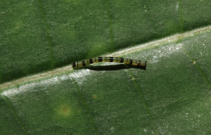 Figura 2. Larva <i>Cyclomia disparilis</i> (Geometridae), tercer estadío (PPU), vista dorsal, localidad Medrano Estación Quica Sector Pitilla ACG (380m). Voucher: 14-SRNP-71279-DHJ723406.jpg.