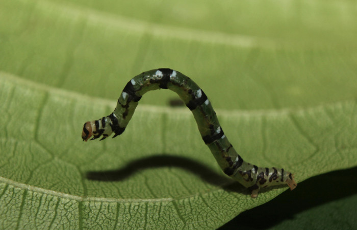 Figura 4. Larva <i>Cyclomia disparilis</i> (Geometridae), último estadío (U) vista lateral, localidad Medrano Estación Quica Sector Pitilla ACG (380m). Voucher: 14-SRNP-71279-DHJ723507.jpg.