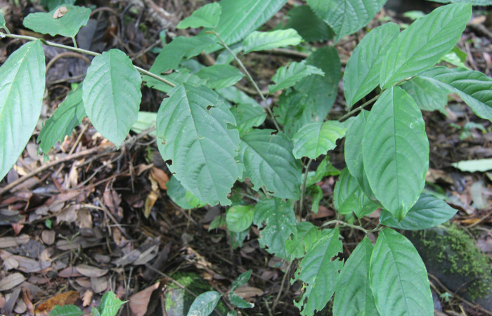 Figura 11. Planta hospedera de <i>Cyclomia disparilis</i> (Geometridae), esta planta se llama <i>Colubrina spinosa</i> (Rhamnaceae), localidad Bullas Estación Quica Sector Pitilla ACG (440m).