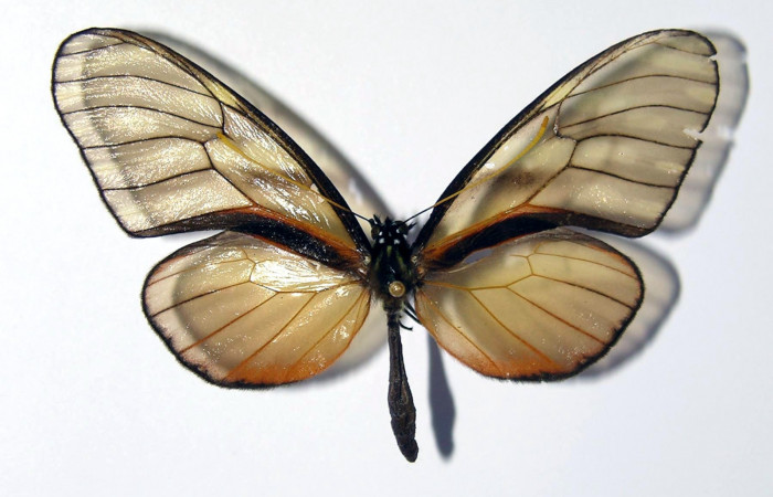 Figura 9. Adulto de <i>Dircenna klugii</i> (Nymphalidae), macho vista dorsal, localidad Sendero Nayo Sector Cacao ACG (1090m). Voucher: 02-SRNP-23373-DHJ98832.jpg.