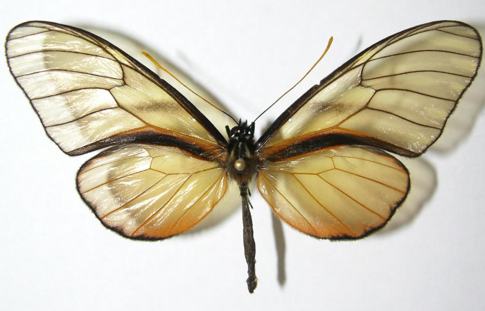 Figura 1. Adulto de <i>Dircenna klugii</i> (Nymphalidae), vista dorsal, localidad Sendero Nayo Sector Cacao ACG (1090m). Voucher: 07-SRNP-35260-DHJ373704.jpg.