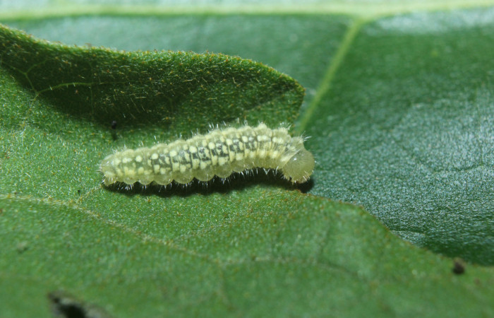 Figura 2. Larva <i>Dircenna klugii</i> (Nymphalidae), tercer estadío (PPU) vista dorsal, localidad Medrano Estación Quica Sector Pitilla ACG (380m). Voucher: 14-SRNP-71857-DHJ726140.jpg.