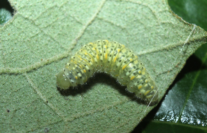 Figura 3. Larva <i>Dircenna klugii</i> (Nymphalidae), penúltimo estadío (PU) vista dorsal, localidad Medrano Estación Quica Sector Pitilla ACG (380m). Voucher: 14-SRNP-71857-DHJ726176.jpg.