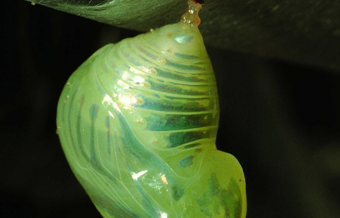 Figura 7. Pupa de <i>Dircenna klugii</i> (Nymphalidae), vista lateral, localidad Estación Cacao Sector Cacao ACG (1150m). Voucher: 95-SRNP-455-DHJ21853.jpg.