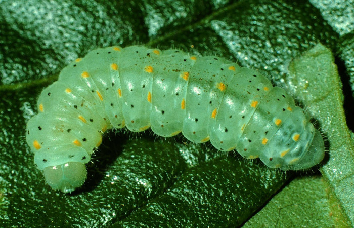 Figura 4. Larva <i>Dircenna klugii</i> (Nymphalidae), último estadío (U) vista dorsal, localidad Estación Cacao Sector Cacao ACG (1150m). Voucher: 97-SRNP-872-DHJ40559.jpg.