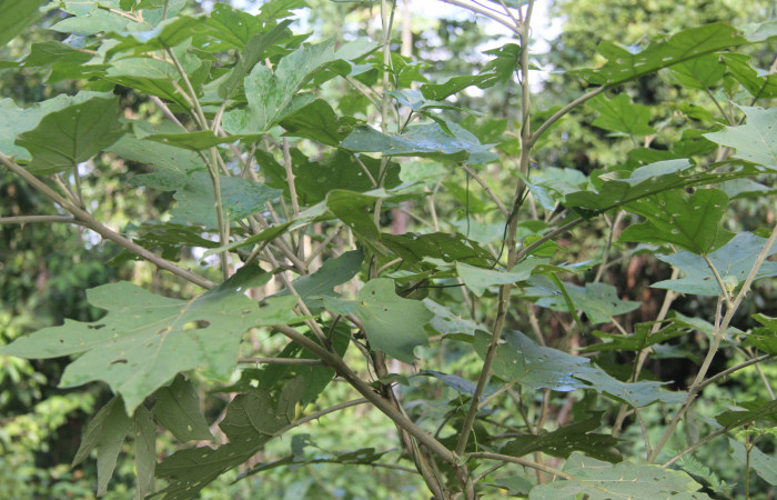 Figura 13. Planta hospedera de <i>Dircenna klugii</i> (Nymphalidae), esta planta se llama <i>Solanum hayesii</i> (Solanaceae), localidad Medrano Estación Quica Sector Pitilla ACG (380m).