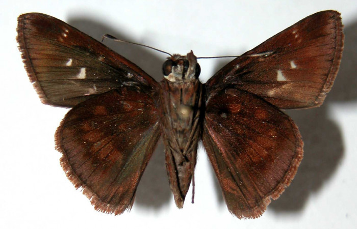 Figura 11. Adulto de <i>Cynea cannae</i> (Hesperiidae), macho vista ventral, localidad Sendero Corredor, Sector San Cristóbal ACG (620m). Voucher: 03-SRNP-5605-DHJ39645.jpg.