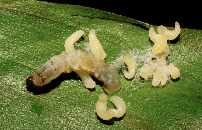 Figura 14. Capullos de parásitos <i>Alphomelon</i> xestopygaDHJ05 (Braconidae) que ataca <i>Cynea cannae</i> (Hesperiidae), localidad Laureles, Sector Rincón Rain Forest ACG (95m). Voucher: 07-SRNP-42032-DHJ427731.jpg.