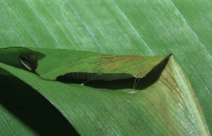 Figura 3. Casa de <i>Cynea cannae</i> (Hesperiidae), localidad Quebradona Estación Biológica Quica, Sector Pitilla ACG (475m). Voucher: 16-SRNP-71099-DHJ733155.jpg.