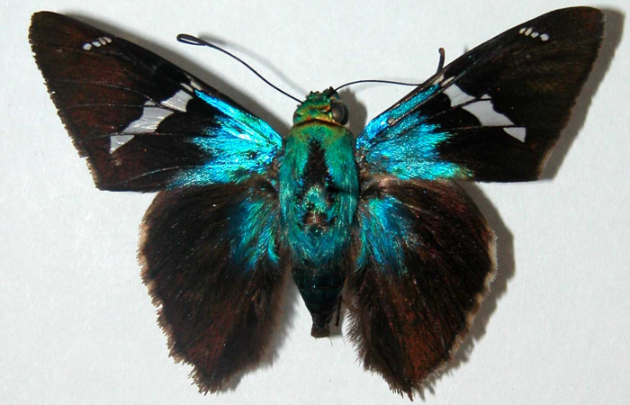 Figura 9. Adulto de <i>Telegonus audax</i> (Hesperiidae), macho vista dorsal, localidad Finca Araya Sector El Hacha ACG (295m). Voucher: 02-SRNP-29798-DHJ34682.jpg.